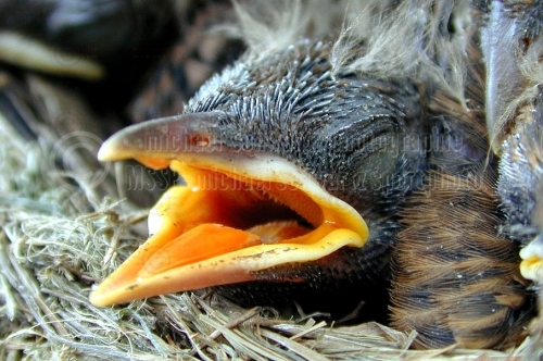 Hunger im Nest der Amsel (© schwartz photographie)
