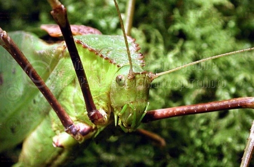 Insekten_Riesensichelschrecke (© schwartz photographie)