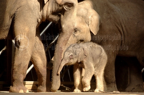 Elefantenbaby im Tierpark Hagenbeck (© schwartz photographie)