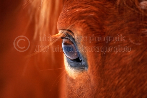 Auge eines Pferdes (© schwartz photographie)