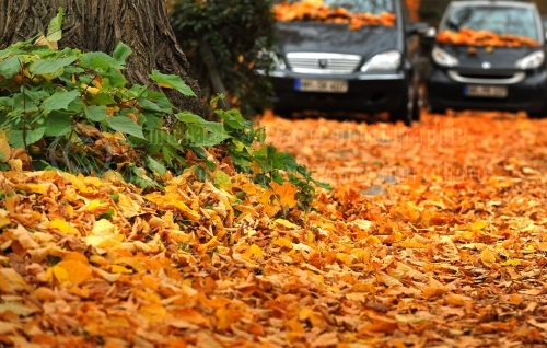 Herbstlaub auf Hamburgs Strassen (© schwartz photographie)