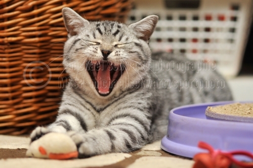Katzenbaby-Fotoshooting am 16. Dezember 2015 (© MSP - michael schwartz)