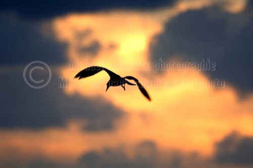 Moewe fliegt im Sonnenutergang auf Sylt (© schwartz photographie)