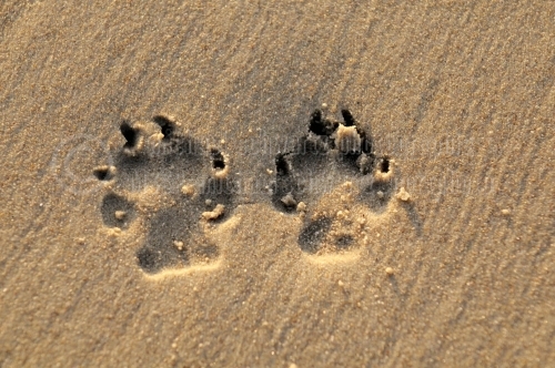 Hundepfotenabdruck am Strand (© MSP - michael schwartz photographie)