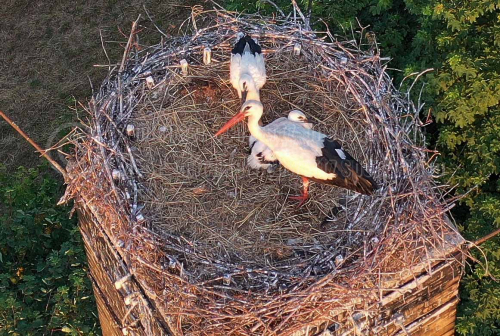 Storchenpaar mit einem Jungvogel im Nest am 21.06.2022 (© schwartz photographie)